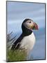 Atlantic Puffin, Latrabjarg, Vestfirdhir, Iceland-Keren Su-Mounted Photographic Print