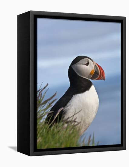 Atlantic Puffin, Latrabjarg, Vestfirdhir, Iceland-Keren Su-Framed Stretched Canvas