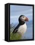 Atlantic Puffin, Latrabjarg, Vestfirdhir, Iceland-Keren Su-Framed Stretched Canvas