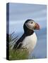 Atlantic Puffin, Latrabjarg, Vestfirdhir, Iceland-Keren Su-Stretched Canvas