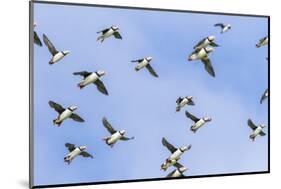 Atlantic Puffin, Mykines, Faroe Islands, A Flock Approaching The Colony. Denmark-Martin Zwick-Mounted Photographic Print