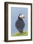 Atlantic Puffin, Mykines, Faroe Islands, Denmark-Martin Zwick-Framed Photographic Print