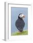 Atlantic Puffin, Mykines, Faroe Islands, Denmark-Martin Zwick-Framed Photographic Print