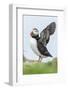 Atlantic Puffin, Mykines, Faroe Islands, Denmark-Martin Zwick-Framed Photographic Print