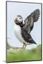 Atlantic Puffin, Mykines, Faroe Islands, Denmark-Martin Zwick-Mounted Photographic Print