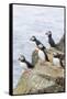 Atlantic Puffin, Mykines, Faroe Islands, Denmark-Martin Zwick-Framed Stretched Canvas