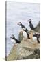 Atlantic Puffin, Mykines, Faroe Islands, Denmark-Martin Zwick-Stretched Canvas