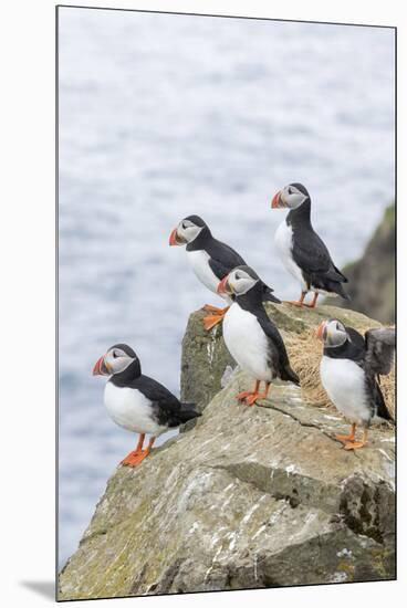 Atlantic Puffin, Mykines, Faroe Islands, Denmark-Martin Zwick-Mounted Premium Photographic Print