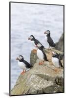 Atlantic Puffin, Mykines, Faroe Islands, Denmark-Martin Zwick-Mounted Photographic Print