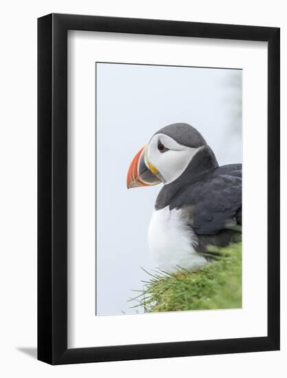 Atlantic Puffin, Mykines, Faroe Islands, Denmark-Martin Zwick-Framed Photographic Print