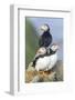 Atlantic Puffin, Mykines, Faroe Islands, Denmark-Martin Zwick-Framed Photographic Print