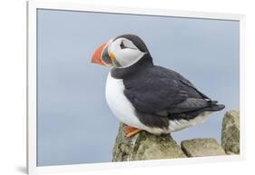 Atlantic Puffin, Mykines, Faroe Islands, Denmark-Martin Zwick-Framed Photographic Print