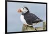 Atlantic Puffin, Mykines, Faroe Islands, Denmark-Martin Zwick-Framed Photographic Print