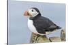 Atlantic Puffin, Mykines, Faroe Islands, Denmark-Martin Zwick-Stretched Canvas