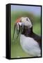 Atlantic Puffin on cliff in Hermaness National Nature Reserve.-Martin Zwick-Framed Stretched Canvas