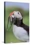 Atlantic Puffin on cliff in Hermaness National Nature Reserve.-Martin Zwick-Stretched Canvas