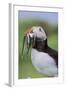 Atlantic Puffin on cliff in Hermaness National Nature Reserve.-Martin Zwick-Framed Photographic Print