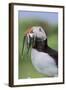 Atlantic Puffin on cliff in Hermaness National Nature Reserve.-Martin Zwick-Framed Photographic Print