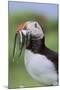 Atlantic Puffin on cliff in Hermaness National Nature Reserve.-Martin Zwick-Mounted Photographic Print