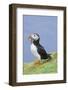 Atlantic Puffin on cliff in Hermaness National Nature Reserve.-Martin Zwick-Framed Photographic Print