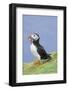 Atlantic Puffin on cliff in Hermaness National Nature Reserve.-Martin Zwick-Framed Photographic Print