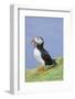 Atlantic Puffin on cliff in Hermaness National Nature Reserve.-Martin Zwick-Framed Photographic Print