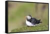 Atlantic Puffin on cliff in Hermaness NNR. Shetland Islands, Scotland.-Martin Zwick-Framed Stretched Canvas