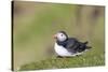 Atlantic Puffin on cliff in Hermaness NNR. Shetland Islands, Scotland.-Martin Zwick-Stretched Canvas