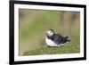 Atlantic Puffin on cliff in Hermaness NNR. Shetland Islands, Scotland.-Martin Zwick-Framed Photographic Print