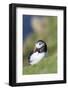 Atlantic Puffin on cliff in Hermaness NNR. Shetland Islands, Scotland.-Martin Zwick-Framed Photographic Print