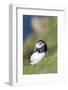 Atlantic Puffin on cliff in Hermaness NNR. Shetland Islands, Scotland.-Martin Zwick-Framed Photographic Print