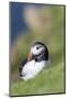 Atlantic Puffin on cliff in Hermaness NNR. Shetland Islands, Scotland.-Martin Zwick-Mounted Photographic Print