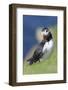 Atlantic Puffin on cliff in Hermaness NNR. Shetland Islands, Scotland.-Martin Zwick-Framed Photographic Print