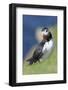 Atlantic Puffin on cliff in Hermaness NNR. Shetland Islands, Scotland.-Martin Zwick-Framed Photographic Print