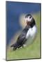 Atlantic Puffin on cliff in Hermaness NNR. Shetland Islands, Scotland.-Martin Zwick-Mounted Photographic Print