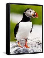 Atlantic Puffin on Machias Seal Island Near Cutler, Maine, Usa-Chuck Haney-Framed Stretched Canvas