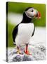 Atlantic Puffin on Machias Seal Island Near Cutler, Maine, Usa-Chuck Haney-Stretched Canvas