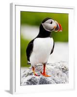 Atlantic Puffin on Machias Seal Island Near Cutler, Maine, Usa-Chuck Haney-Framed Photographic Print