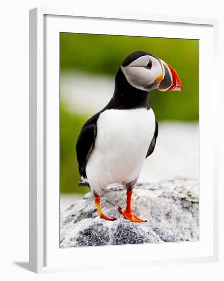 Atlantic Puffin on Machias Seal Island Near Cutler, Maine, Usa-Chuck Haney-Framed Photographic Print