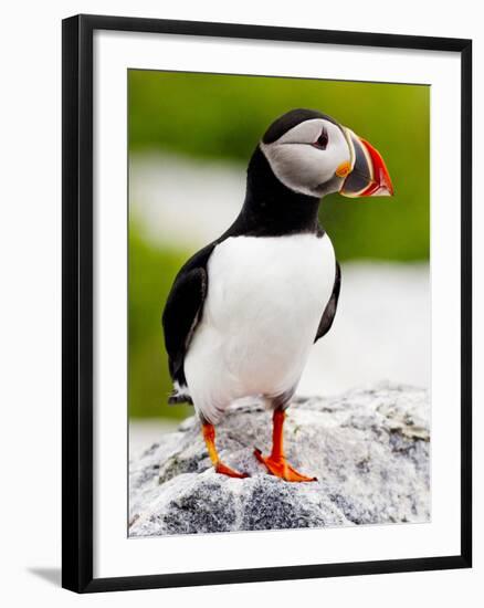 Atlantic Puffin on Machias Seal Island Near Cutler, Maine, Usa-Chuck Haney-Framed Photographic Print