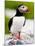 Atlantic Puffin on Machias Seal Island Near Cutler, Maine, Usa-Chuck Haney-Mounted Photographic Print