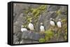 Atlantic Puffin Perched on a Cliff, Spitsbergen, Svalbard, Norway-Steve Kazlowski-Framed Stretched Canvas