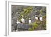 Atlantic Puffin Perched on a Cliff, Spitsbergen, Svalbard, Norway-Steve Kazlowski-Framed Photographic Print