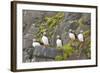 Atlantic Puffin Perched on a Cliff, Spitsbergen, Svalbard, Norway-Steve Kazlowski-Framed Photographic Print