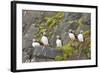 Atlantic Puffin Perched on a Cliff, Spitsbergen, Svalbard, Norway-Steve Kazlowski-Framed Photographic Print