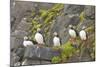 Atlantic Puffin Perched on a Cliff, Spitsbergen, Svalbard, Norway-Steve Kazlowski-Mounted Photographic Print