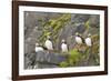 Atlantic Puffin Perched on a Cliff, Spitsbergen, Svalbard, Norway-Steve Kazlowski-Framed Photographic Print