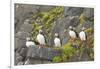 Atlantic Puffin Perched on a Cliff, Spitsbergen, Svalbard, Norway-Steve Kazlowski-Framed Photographic Print