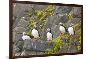 Atlantic Puffin Perched on a Cliff, Spitsbergen, Svalbard, Norway-Steve Kazlowski-Framed Photographic Print