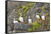 Atlantic Puffin Perched on a Cliff, Spitsbergen, Svalbard, Norway-Steve Kazlowski-Framed Stretched Canvas
